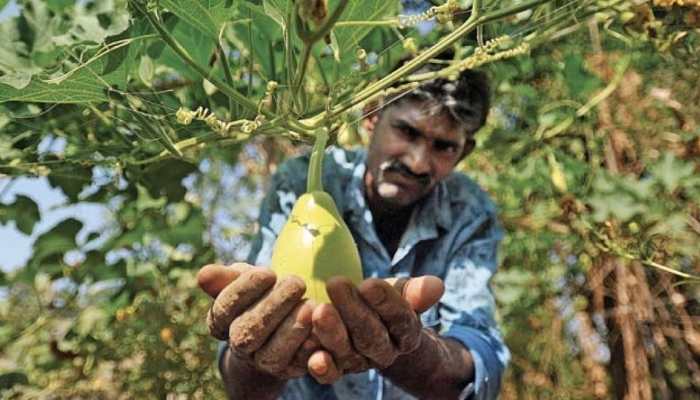 Maharashtra: Farmers start fresh fruit cake &#039;movement&#039; to sustain during pandemic