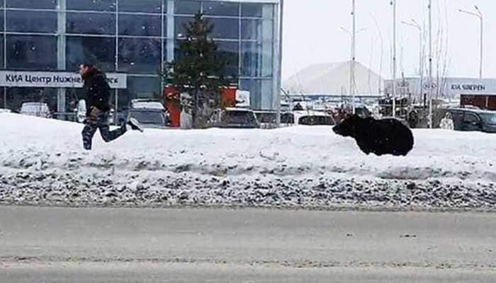 Bear chases down man across busy street in Russia, gets hit by bus