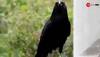 Crow