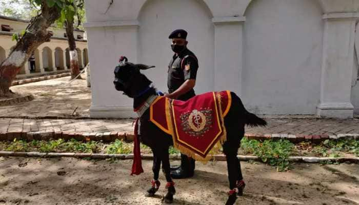 Meet ‘Munna Havaldar’, a goat that serves as the mascot of Army Medical Corps band