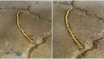 Video of ants 'stealing' gold has taken over social media, netizens can't stop laughing