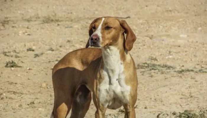 Pet dog turns hero, grabs man trying to run away after raping mentally-challenged woman