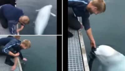 Man accidentally drops phone into water, see what the whale does next