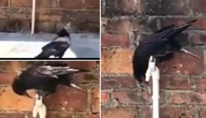 Crow goes &#039;Aatmanirbhar&#039;, opens tap on its own -- Watch