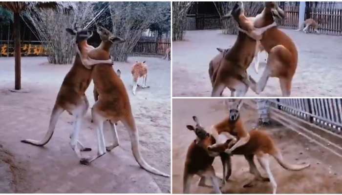 Kangaroo fight video goes viral, leaves viewers stunned - Watch