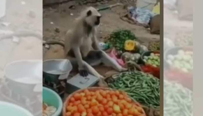 Viral alert! Monkey seen ‘selling vegetables’, netizens amused 