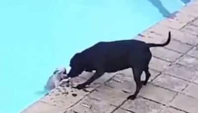 Dog shows exemplary courage to save drowning pup, video goes viral | Watch