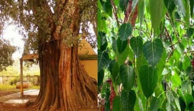 Uttar Pradesh: Patients camp under peepal tree for ‘oxygen’ after being denied hospital admission  