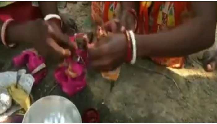 Watch viral video of frogs marriage in Tripura to please the God of rain