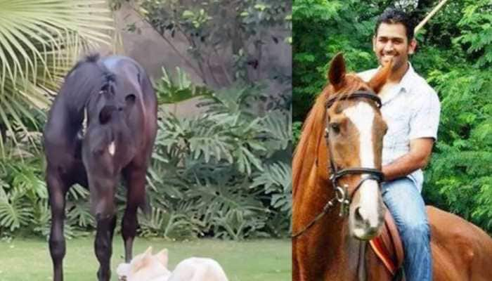 IPL 2021: CSK skipper MS Dhoni adds horse to his farmhouse, names it ‘Chetak’ - WATCH