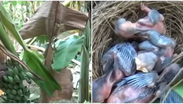 Elephants destroy garden but leave plant with nest unharmed, watch viral video