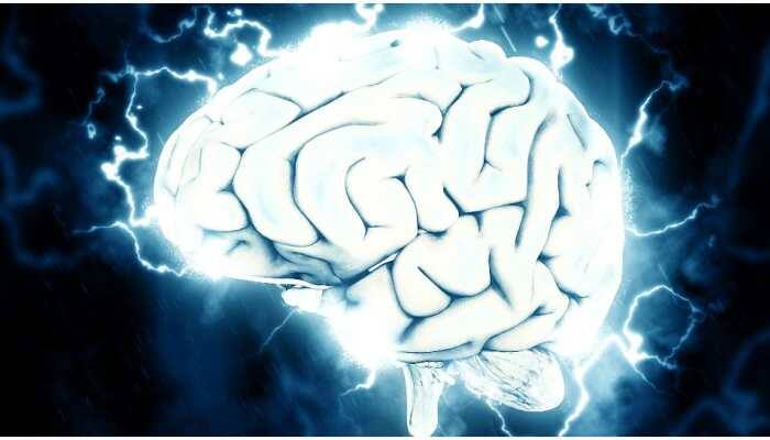 How do proteins affect processing of information in brain: Study