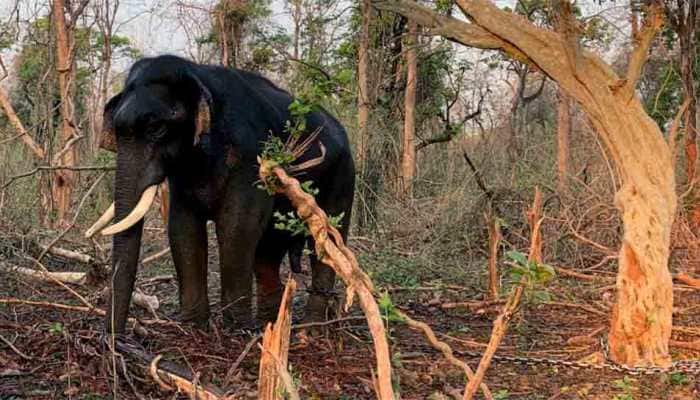 18 elephants killed in lightning strikes in Assam&#039;s Nagaon