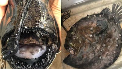 Strange and fascinating: Monstrous looking deep sea fish washes up on California beach 