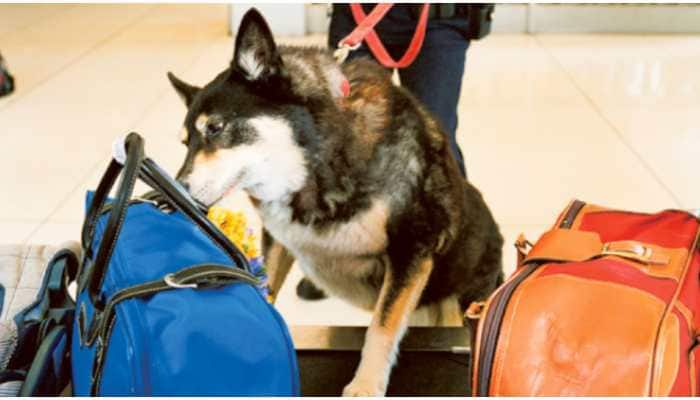 Pakistan to use sniffer dogs to detect COVID-19 infected person at airport