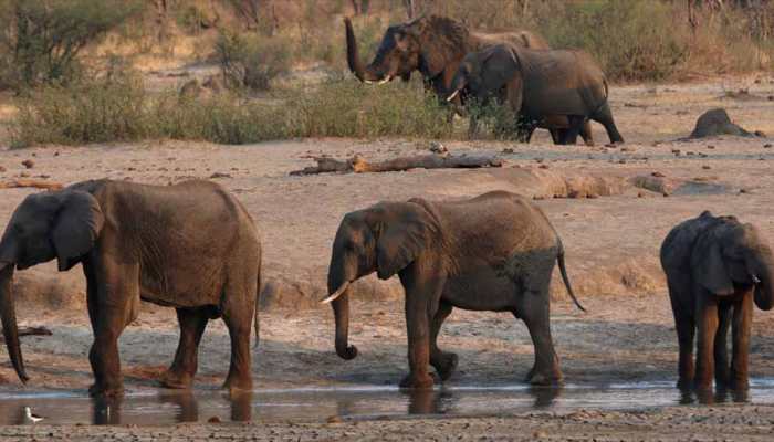 Experts call deaths of 18 elephants in Assam &#039;mysterious&#039;, govt orders probe