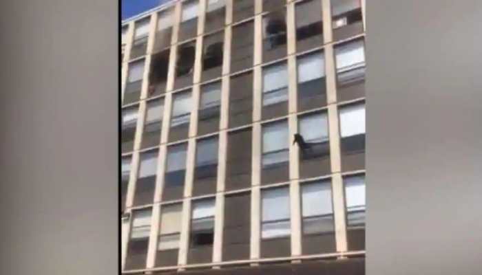 Building catches fire, cat jumps off five-story to save itself -- Watch viral video