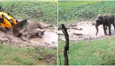 Female elephant stuck in mud pool in Bandipur Tiger Reserve rescued with help of JCB - Watch