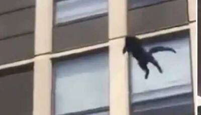 Like a ninja! Cat jumps from 5th floor of burning building, watch what happens next