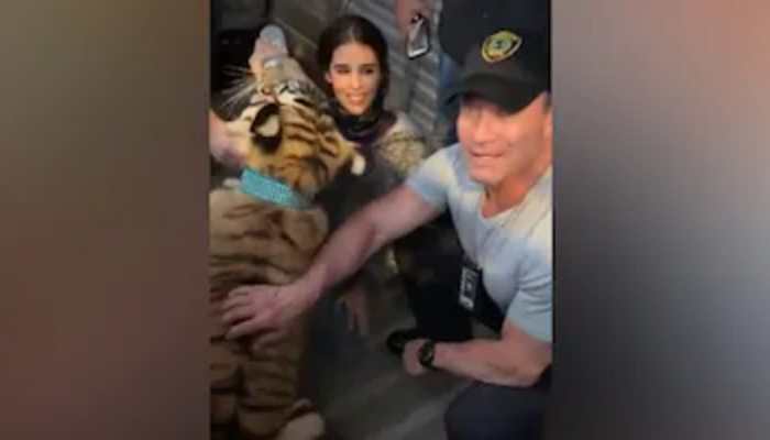 Missing Texas tiger named 'India' found, to be transported to animal  sanctuary | viral News | Zee News