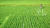 Good news for farmers! Subsidy on DAP fertilizer increased by 140% 