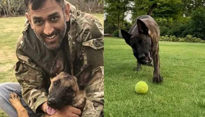 IPL: CSK skipper MS Dhoni plays fetch with his dogs, video goes viral – WATCH