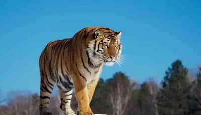 Madhya Pradesh's Satpura Tiger Reserve, Bhedaghat in tentative list of UNESCO world heritage sites