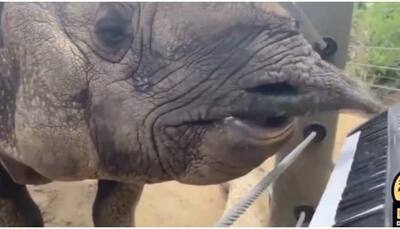 Rhino plays keyboard on its birthday, leaves netizens awestruck - Watch