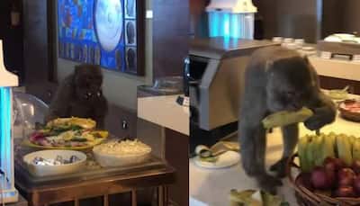 Monkey enjoys Air India lounge buffet at Delhi airport, watch viral video