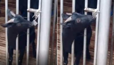 Clever goat unlocks cage and causes mayhem, watch what happens next