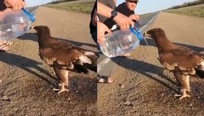 Man helps parched eagle drink water, netizens express gratitude: Watch