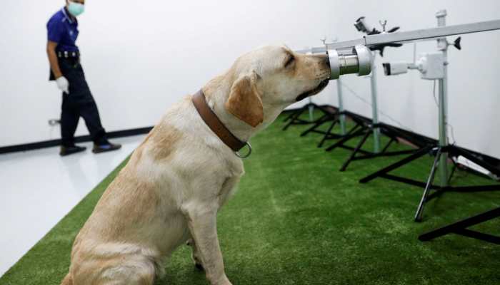 Sniffer dogs can detect COVID-19 accurately and faster than RT-PCR tests, new research shows