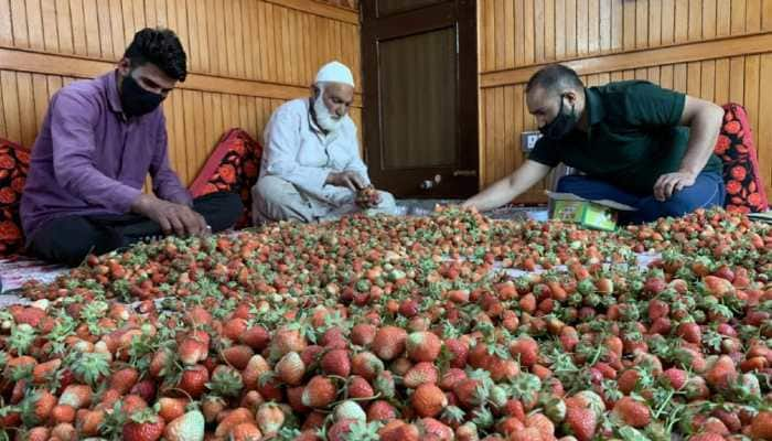 Bumper strawberry produce in Kashmir, but market closure leads to huge losses