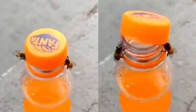 Un-bee-lievable and Fanta-stic: Two bees work in tandem to open soda bottle, internet goes crazy