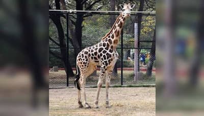Telangana: Female giraffe Bubli dies of pneumonia at Hyderabad's Nehru Zoological Park