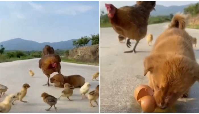 Angry hen gets into fight mode to rescue its eggs from puppy, watch viral video