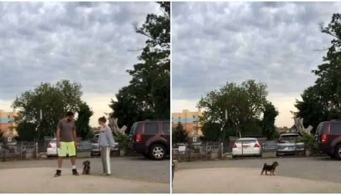 Dog owners run in opposite directions to claim &#039;favourite owner&#039; tag, watch what happens next