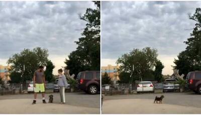 Dog owners run in opposite directions to claim 'favourite owner' tag, watch what happens next