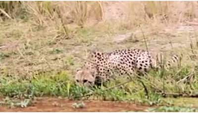 Video of crocodile attacking cheetah goes viral, leaves viewers stunned