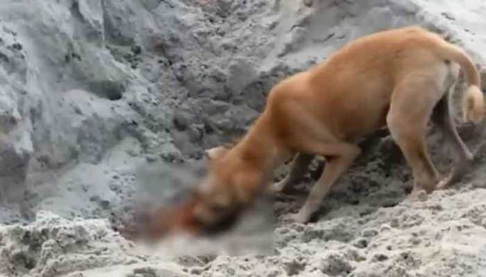 Dogs eating COVID victims’ corpses at Kedar Ghat in Uttarkashi, disturbing video goes viral