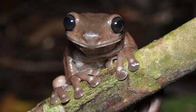Chocolate frog: Brand new addition to animal kingdom, know more
