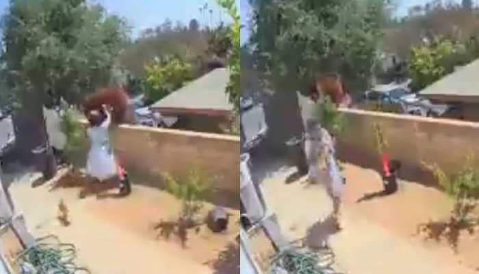 Heroic teen pushes bear off compound wall to save dogs, video goes viral