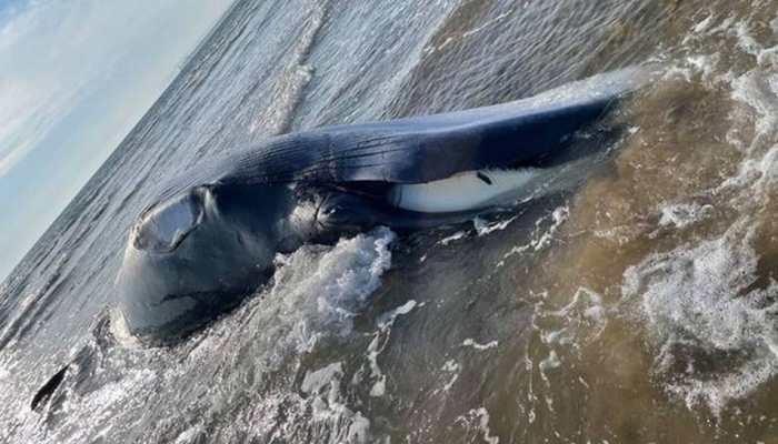 12-metre long Minke whale washes up on beach in UK, people warned to stay away