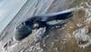 Minke whale