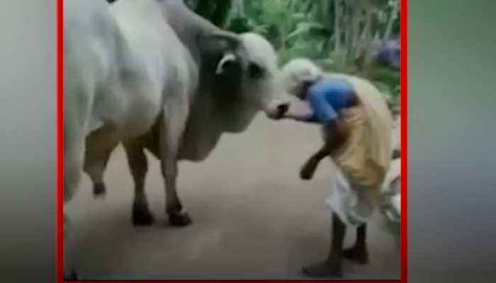 women doing bull