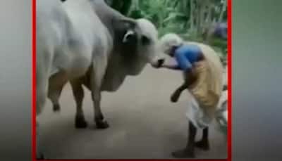 Video of old woman feeding a bull goes viral - Watch here
