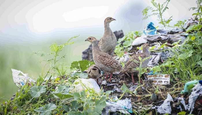 World Environment Day: Awareness and action are needed to restore the ecosystem