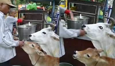 Man treats cow, calf with golgappas, feeds them by hand - Watch