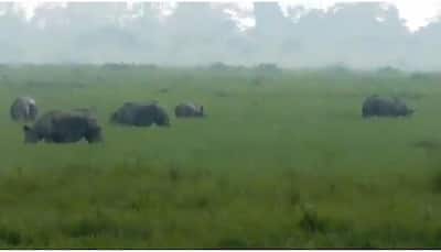 Rhinos enjoy visitor-free time amid lockdown at Kaziranga National Park, video goes viral