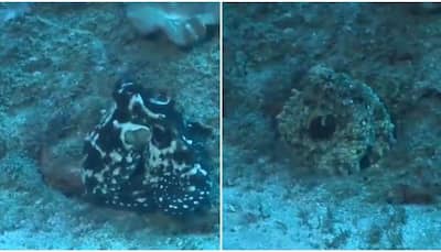Sea animal changes colour and shape, leaves netizens mesmerised - Watch